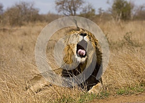 Wild male lion lying down in the bush, Kruger, South Africa