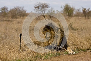 Wild male lion lying down in the bush, Kruger, South Africa