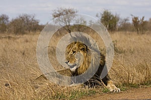 Wild male lion lying down in the bush, Kruger, South Africa