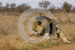 Wild male lion lying down in the bush, Kruger, South Africa