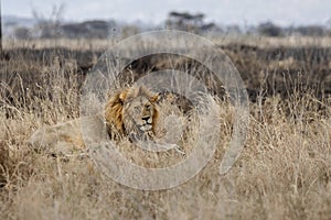 Wild male lion with mane laying in the grass in the morning hours at Maasai Mara National Reserve, Kenya