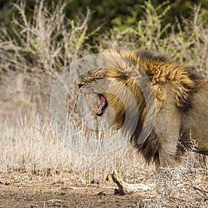 Wild male lion roaring in savannah