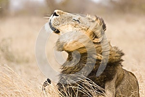 Wild male lion shaking himself , Kruger National park, South Africa