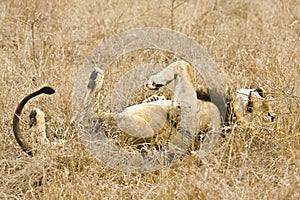 Wild male lion sleeping in grass, Kruger National park, South Africa