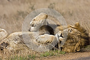 Wild male lion sleeping , Kruger National park, South Africa