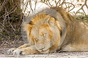 Wild male lion sleeping in savannah, in Kruger park