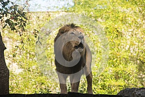 wild male lion standing in a zoologic park