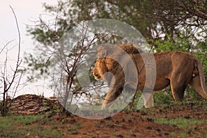 Wild male lion walking in the bush africa safari