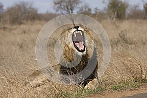 Wild male lion yawning , Kruger National park, South Africa