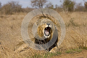 Wild male lion yawning , Kruger National park, South Africa