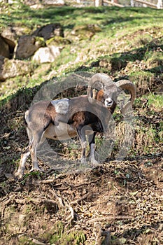 Wild male mountain goat with big horns on a mountain landscape