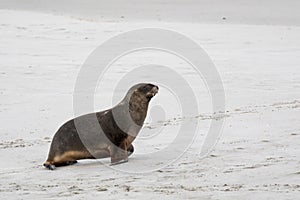 Wild male New Zealand, or Hookers, Sea Lion Phocarctos hookeri on New Zealand`s Otago Peninsula