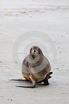 Wild male New Zealand, or Hookers, Sea Lion Phocarctos hookeri on New Zealand`s Otago Peninsula