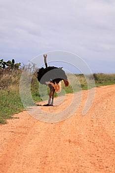 Wild male ostrich dirt road africa