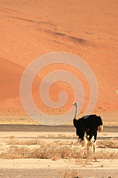 Wild male ostrich sossusvlei namib naukluft national park safari  namibia