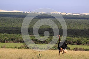 Wild male ostrich south africa photo