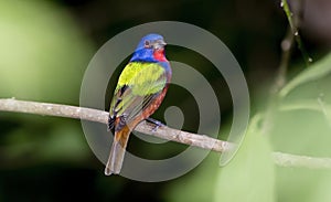 Wild Male Painted Bunting in Punta de Mita, Mexico