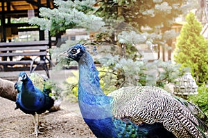 wild male peacock bird with colorful feathers,plumage.peafowl with close tail walking in nature park