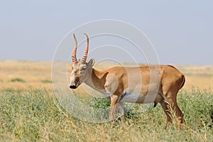 Wild male Saiga antelope in Kalmykia steppe