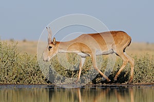 Wild male Saiga antelope near watering in steppe photo