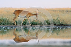 Wild male Saiga antelope near watering in steppe