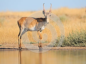 Wild male Saiga antelope near watering in steppe