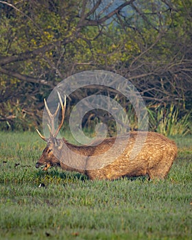 Wild male Sambar deer or rusa unicolor with big antlers long horns in natural scenic landscape wetland at forest of central india