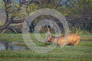 Wild male Sambar deer or rusa unicolor with big antlers long horns in natural scenic landscape wetland at forest of central india