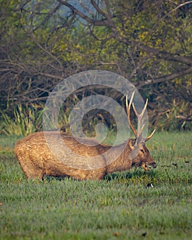 Wild male Sambar deer or rusa unicolor with big antlers long horns in natural scenic wetland in forest or national park of india photo