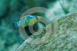 A wild male Sheepshead Minnow hovers over a large rock