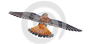 Wild male Southeastern American Kestrel - Falco sparverius in flight, back dorsal view with wings and tail spread. Isolated cutout