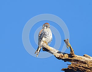 Wild male Southeastern American Kestrel - Falco sparverius - perched on tree snag hunting from above