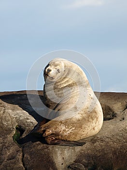 Wild Male Steller Sea Lion