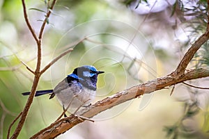 Wild Male Superb Fairy Wren, Werribee, Victoria, Australia, August 2019