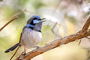 Wild Male Superb Fairy Wren, Werribee, Victoria, Australia, August 2019