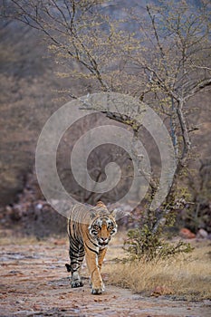 Wild male tiger panthera tigris on evening stroll and territory marking at summer safari in dry deciduous forest of Ranthambore
