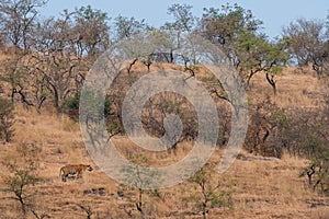 Wild Male tiger of ranthambore on stroll for territory marking. Landscape and habitat of a wild male tiger of dry deciduous forest