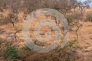 Wild Male tiger of ranthambore on stroll for territory marking. Landscape and habitat of a wild male tiger of dry deciduous forest