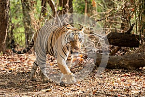 Wild Male tiger walking in forest for territory marking at kanha national park or tiger reserve, madhya pradesh, india