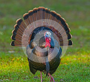 Wild male Tom Osceola turkey - Meleagris gallopavo osceola - strutting while facing camera, full bright red, blue iridescent color