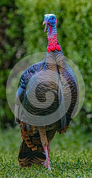 Wild male Tom turkey closeup portrait focusing on red white blue colors, iridescence long beard, waddle, snood and caruncle, sharp