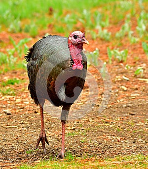 Wild Male Tom Turkey, Montana.