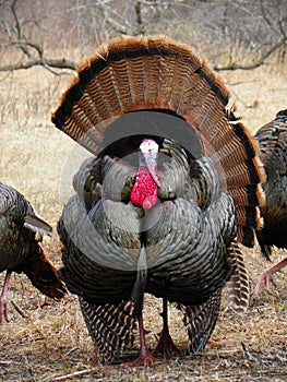 Wild male tom turkey strutting about during spring mating season