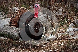 Wild male turkey