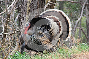 Wild Male Turkey