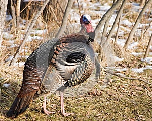 Wild Male Turkey