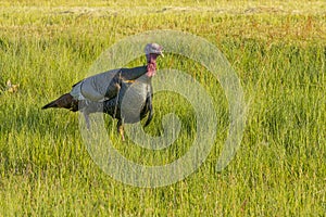 Wild Male Turkey with Beard or Mesofiloplume