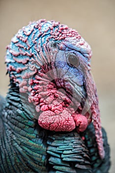 Wild Male Turkey Closeup Thanksgiving