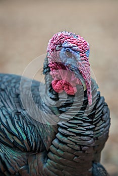 Wild Male Turkey Closeup Thanksgiving