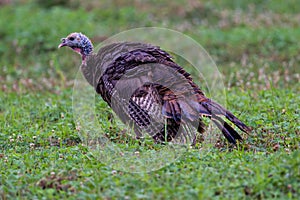 Wild male turkey standing on the grasses in the forest